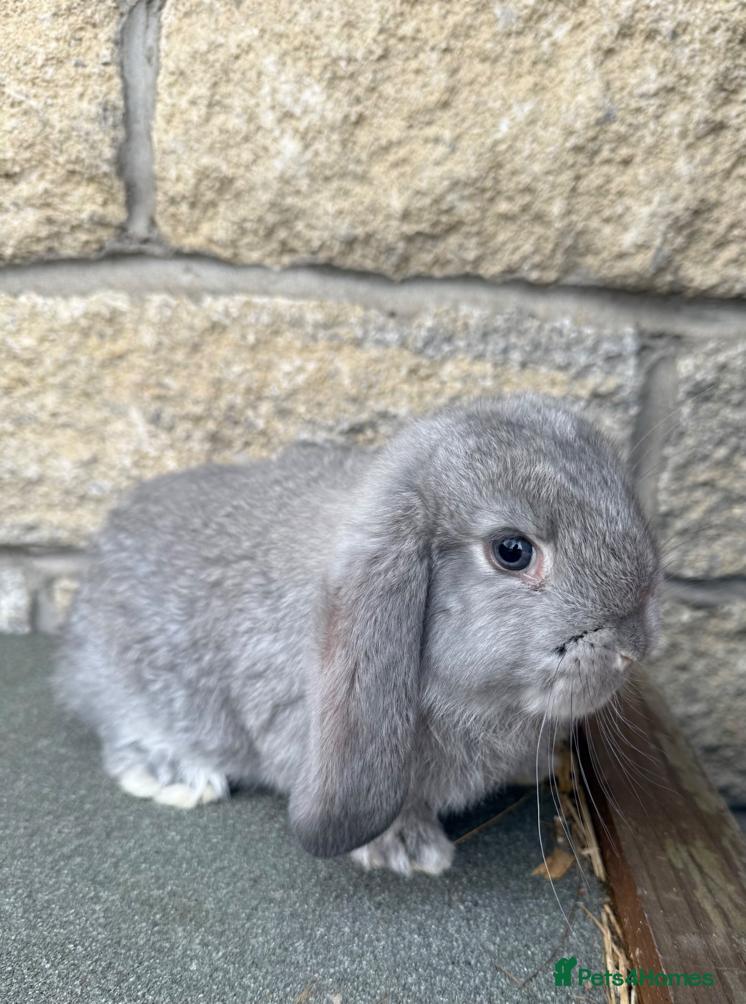 French Lop rabbits French Lop rabbits - Moorside Lops  - Advert 2
