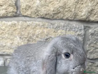 French Lop rabbits French Lop rabbits - Moorside Lops - Advert 2