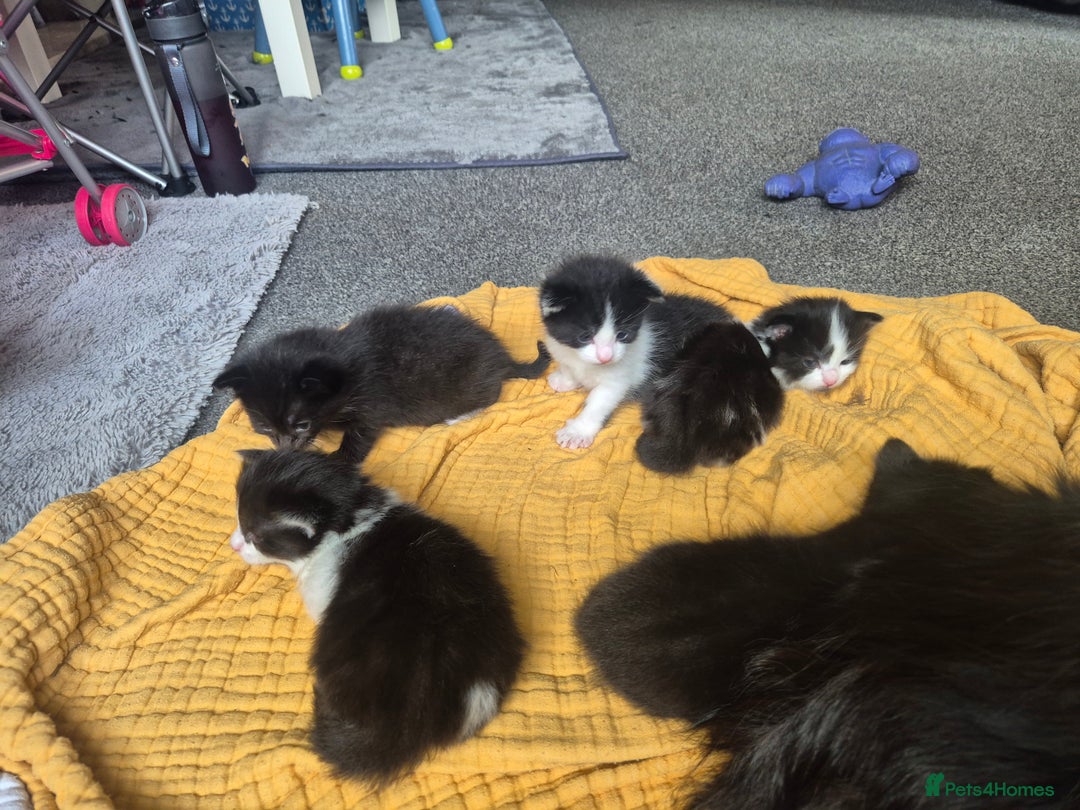 Mixed Breed cats for sale: 4 black and white kittens - Image 7