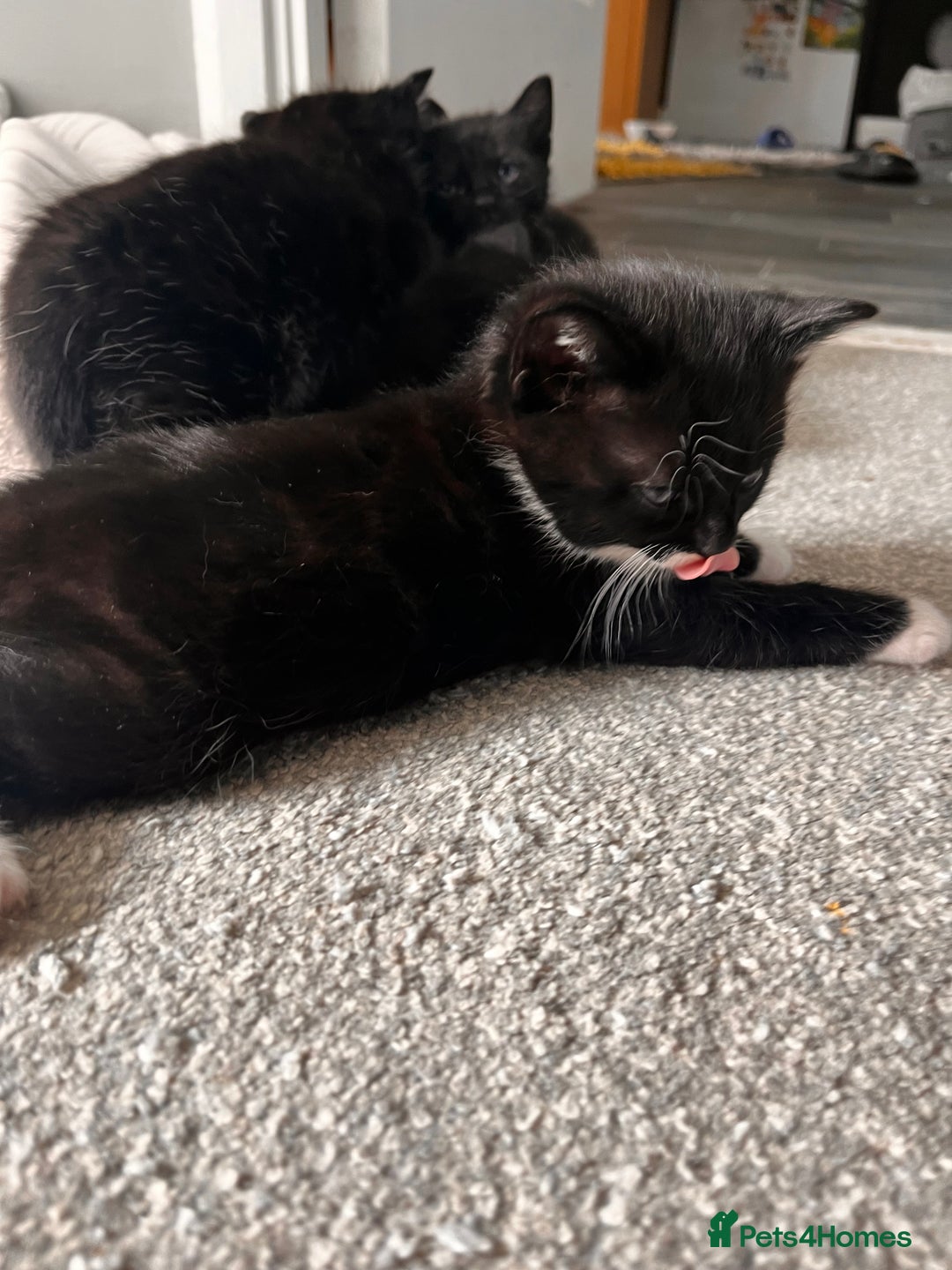 Domestic Shorthair cats for sale: Kittens - Image 4