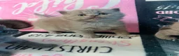 British Shorthair cats for sale: Amazing British shorthair kittens!!!… in Grays - Advert 28
