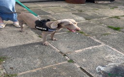 Weimaraner dogs for sale: Beautiful weimanaer bitch - Image 5