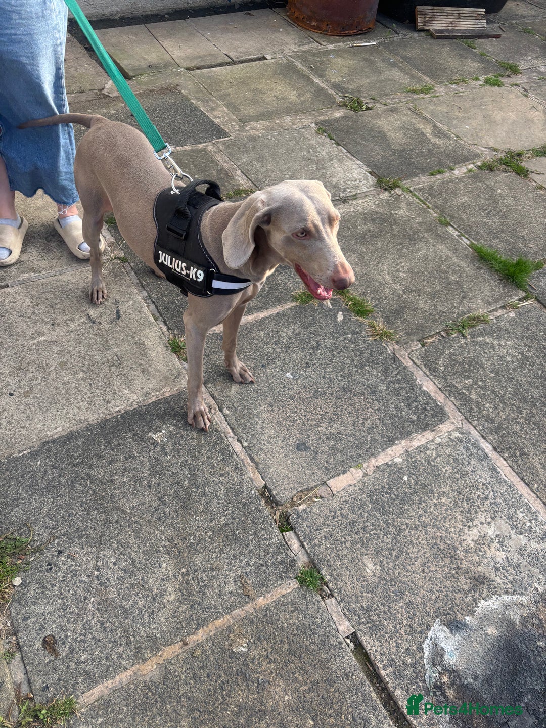 Weimaraner dogs for sale: Beautiful weimanaer bitch - Image 5