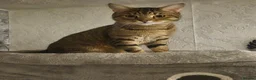 Mixed Breed cats for sale: 2 male and 1 female kittens, ready now - Advert 9