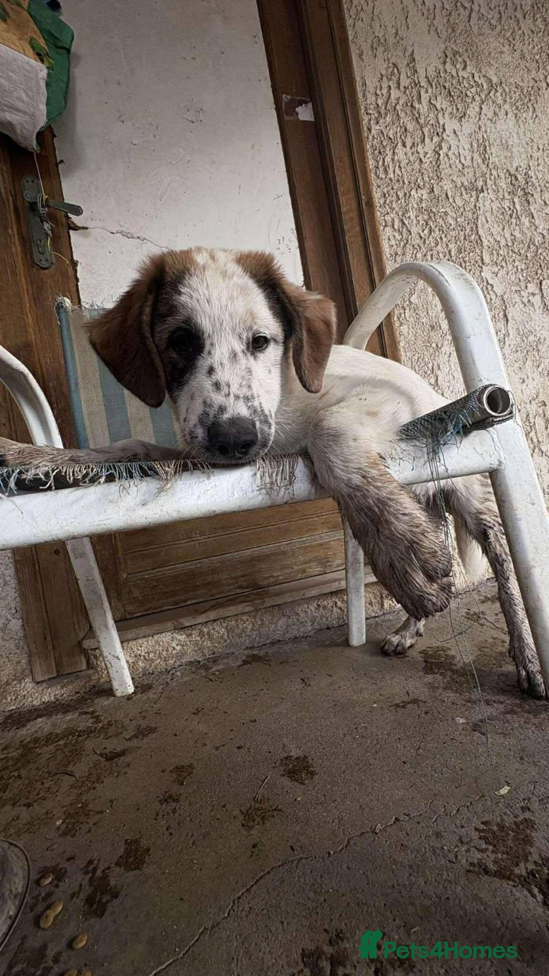 Mixed Breed dogs for sale: Winnie  - Image 1
