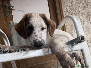 Mixed Breed dogs - Advert 15