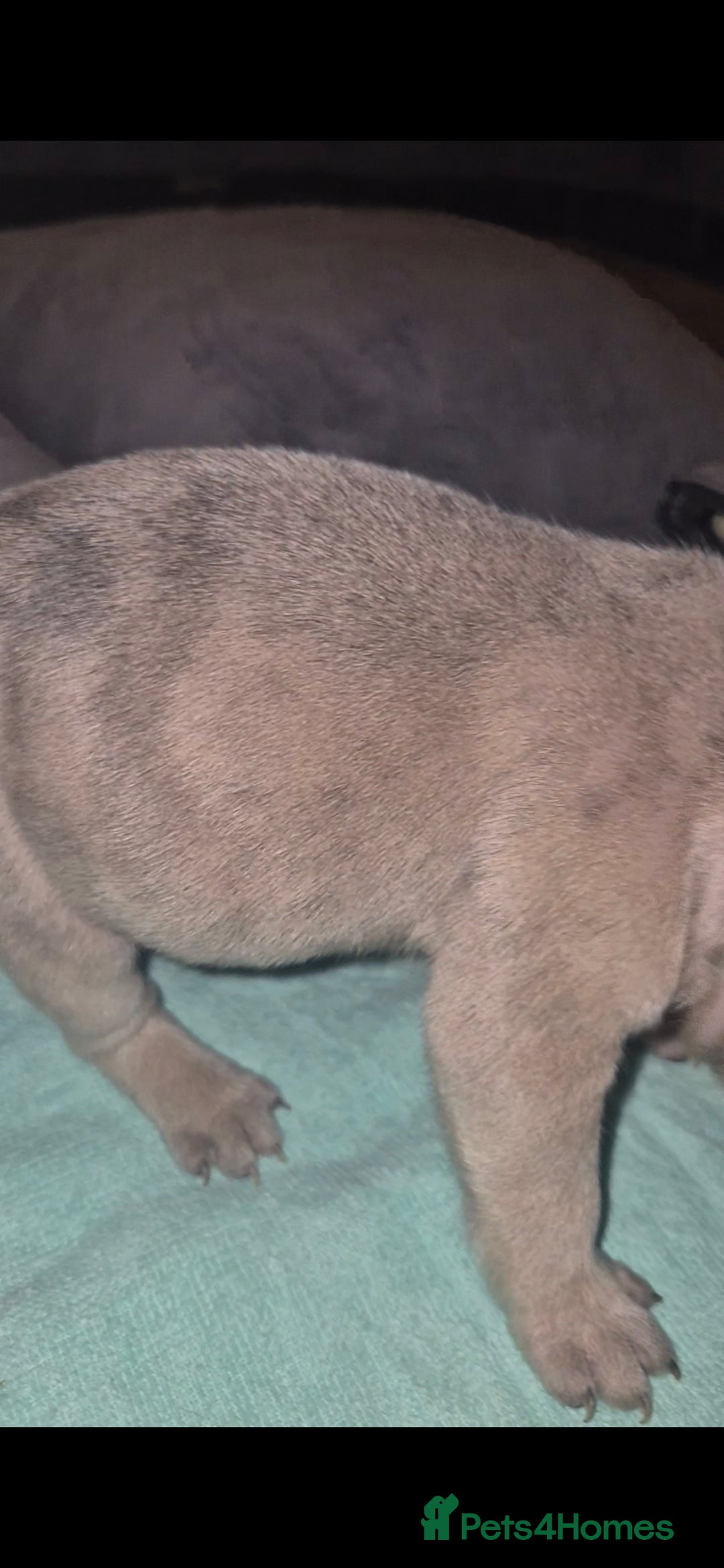 French Bulldog dogs for sale: DWKC beautiful French bulldogs prices negotiable - Advert 8