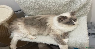 Ragdoll cats - Advert 12