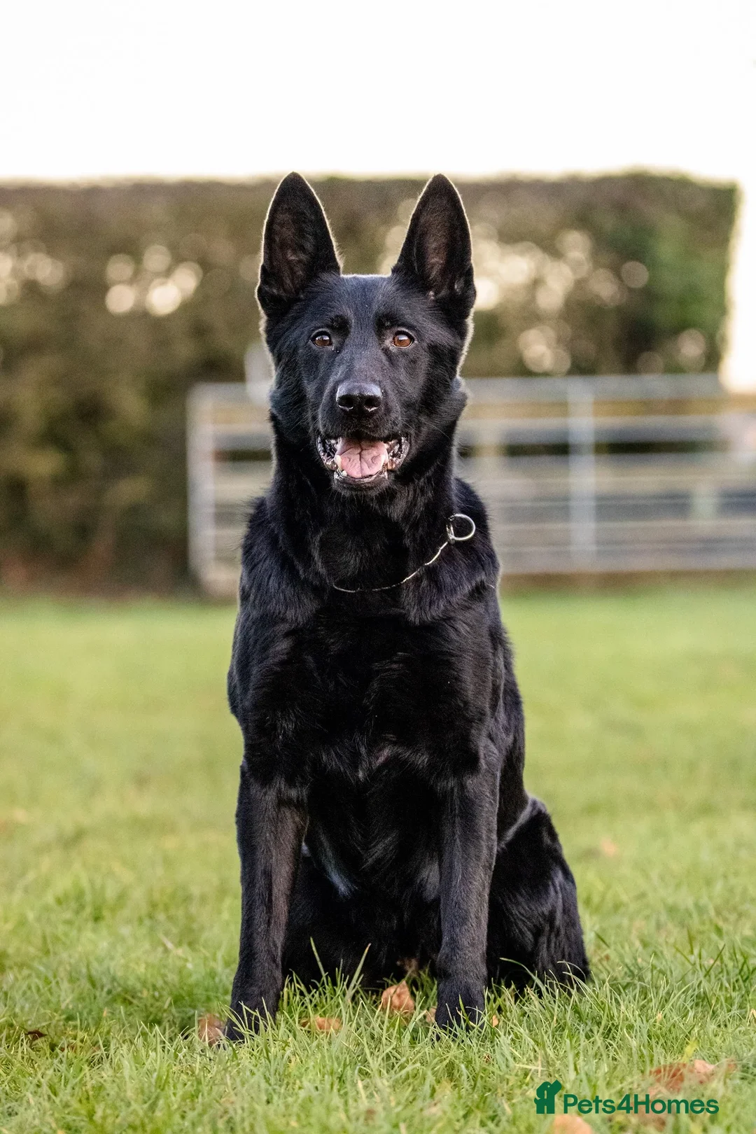 German Shepherd dogs for sale: 6 year old female haper - Advert 5