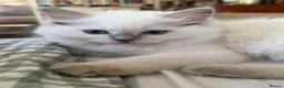 Ragdoll cats for sale: Ragdolls Mink Sepia TICA Cherubims Quality  - Advert 4
