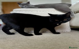 Scottish Fold cats for sale: Scottish fold and straight ear kittens in Harrow - Image 36