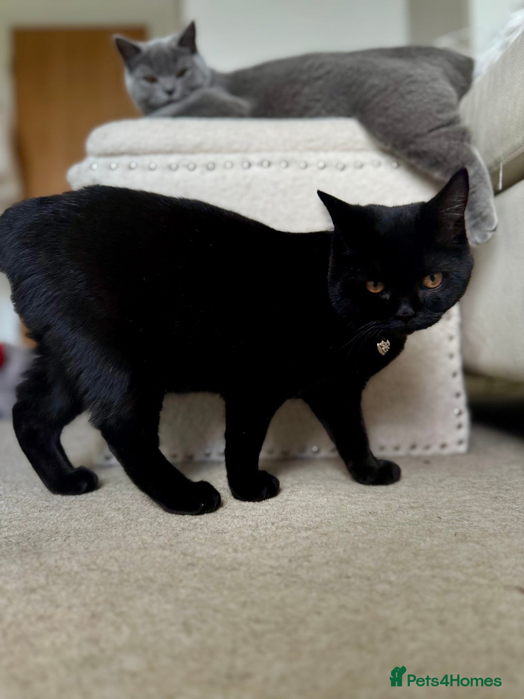 Scottish Fold cats for sale: Scottish fold and straight ear kittens in Harrow - Image 36