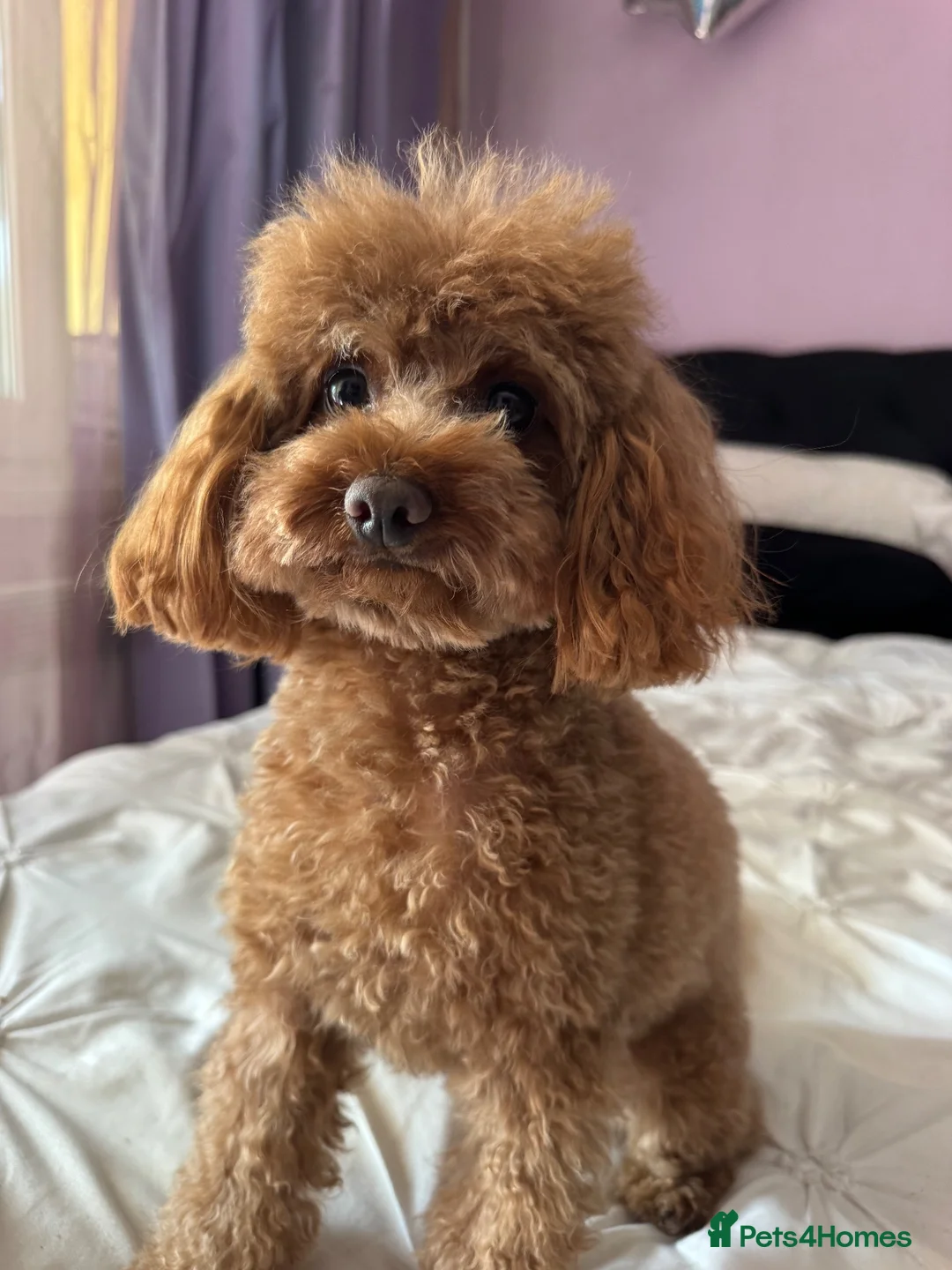 Toy Poodle dogs for stud: Red Toy Girl  in Milton Keynes - Advert 1