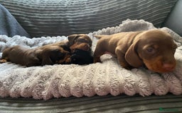 Dachshund dogs for sale: Dachshund puppy’s  - Image 16