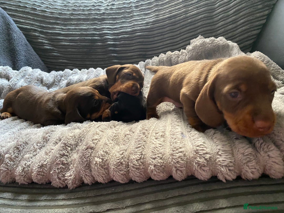 Dachshund dogs for sale: Dachshund puppy’s  - Image 16
