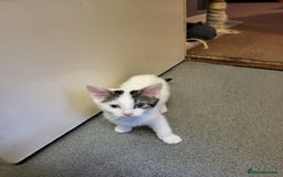 Mixed Breed cats for sale: Two gorgeous kittens for sale - Image 4