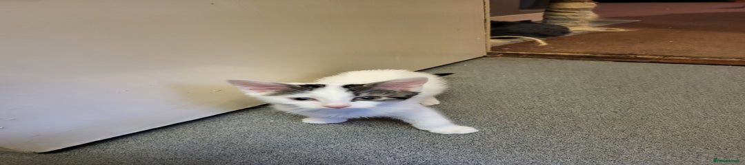 Mixed Breed Kitten 2