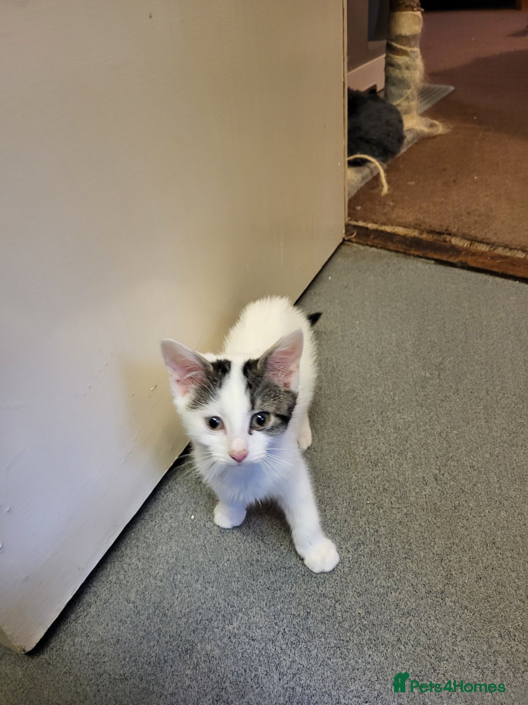 Mixed Breed cats for sale: Two gorgeous kittens for sale - Image 4