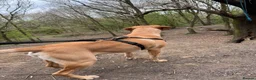 Labrador Retriever dogs for stud: Labrador Stud in Pontefract - Advert 3