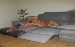 Rhodesian Ridgeback dogs for sale: 🦁KC RHODESIAN RIDGEBACKS PUPPIES🦁  - Image 3