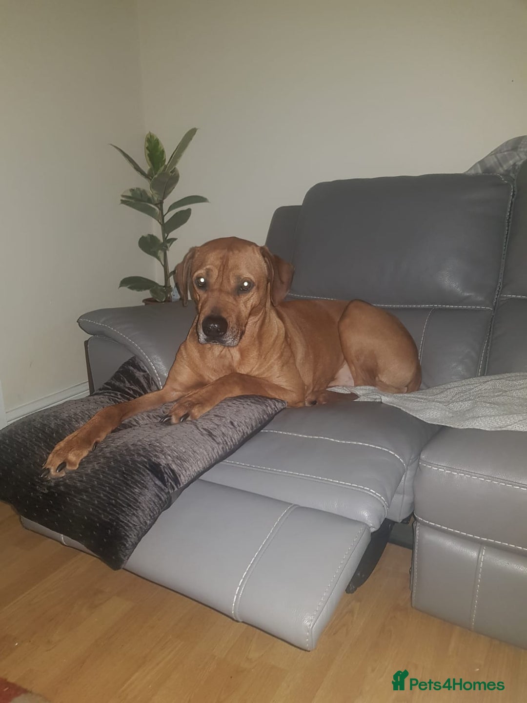 Rhodesian Ridgeback dogs for sale: 🦁KC RHODESIAN RIDGEBACKS PUPPIES🦁  - Image 3