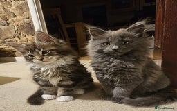 Maine Coon cats for sale: Pure Maine Coons – European Lines - Advert 10