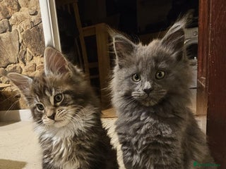 Maine Coon cats Pure Maine Coons – European Lines - Advert 12