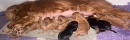 Cavalier King Charles Spaniel dogs for sale: Beautiful CKCS Boys  - Advert 8