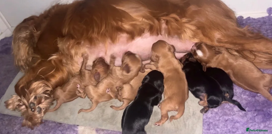 Cavalier King Charles Spaniel dogs for sale: Beautiful CKCS Boys  - Advert 8