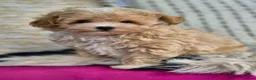 Maltipoo dogs for sale: Amazing Tiny Korean Maltipoo Puppies.  - Advert 22