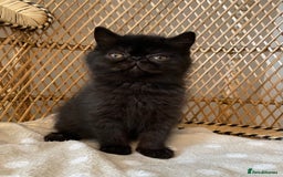 Exotic cats for sale: ❤️Stunning Exotic Shorthair & Longhair Kittens❤️  - Image 16