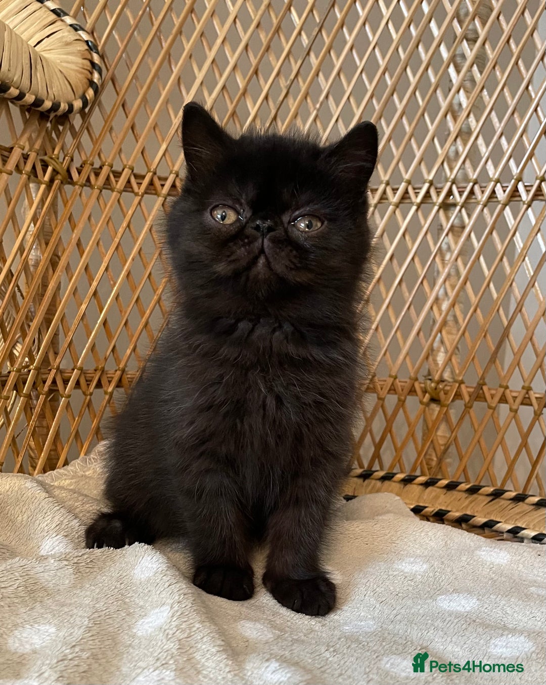 Exotic cats for sale: ❤️Stunning Exotic Shorthair & Longhair Kittens❤️  - Image 16