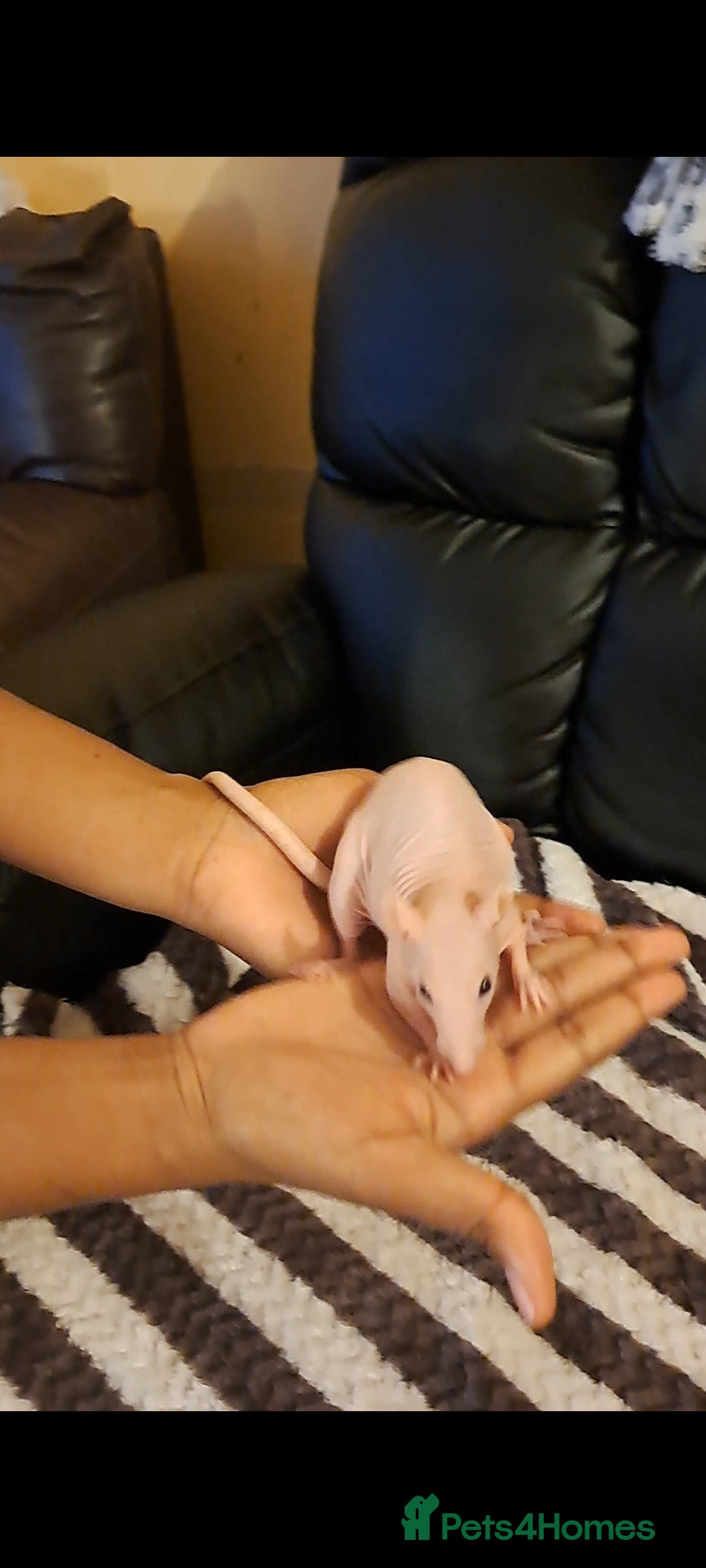 Rat rodents for sale: FEMALE RAT URGENT REHOMING. - Image 1
