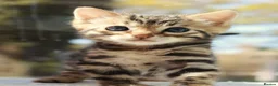 Bengal cats for sale: CUTE BENGAL FEMALE (TICA REG) - Advert 9