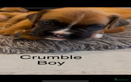 Boxer dogs for sale: Beautiful Boxer Puppies  🐾 - Image 21