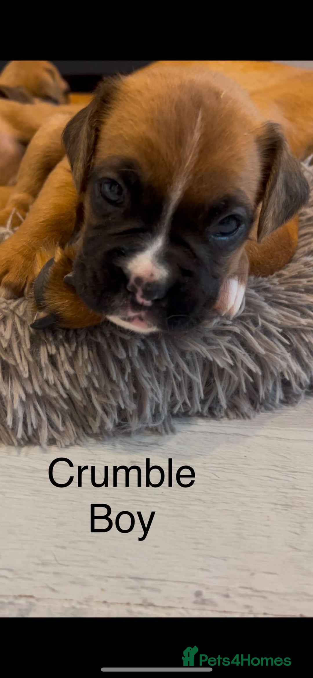 Boxer dogs for sale: Beautiful Boxer Puppies  🐾 - Image 21