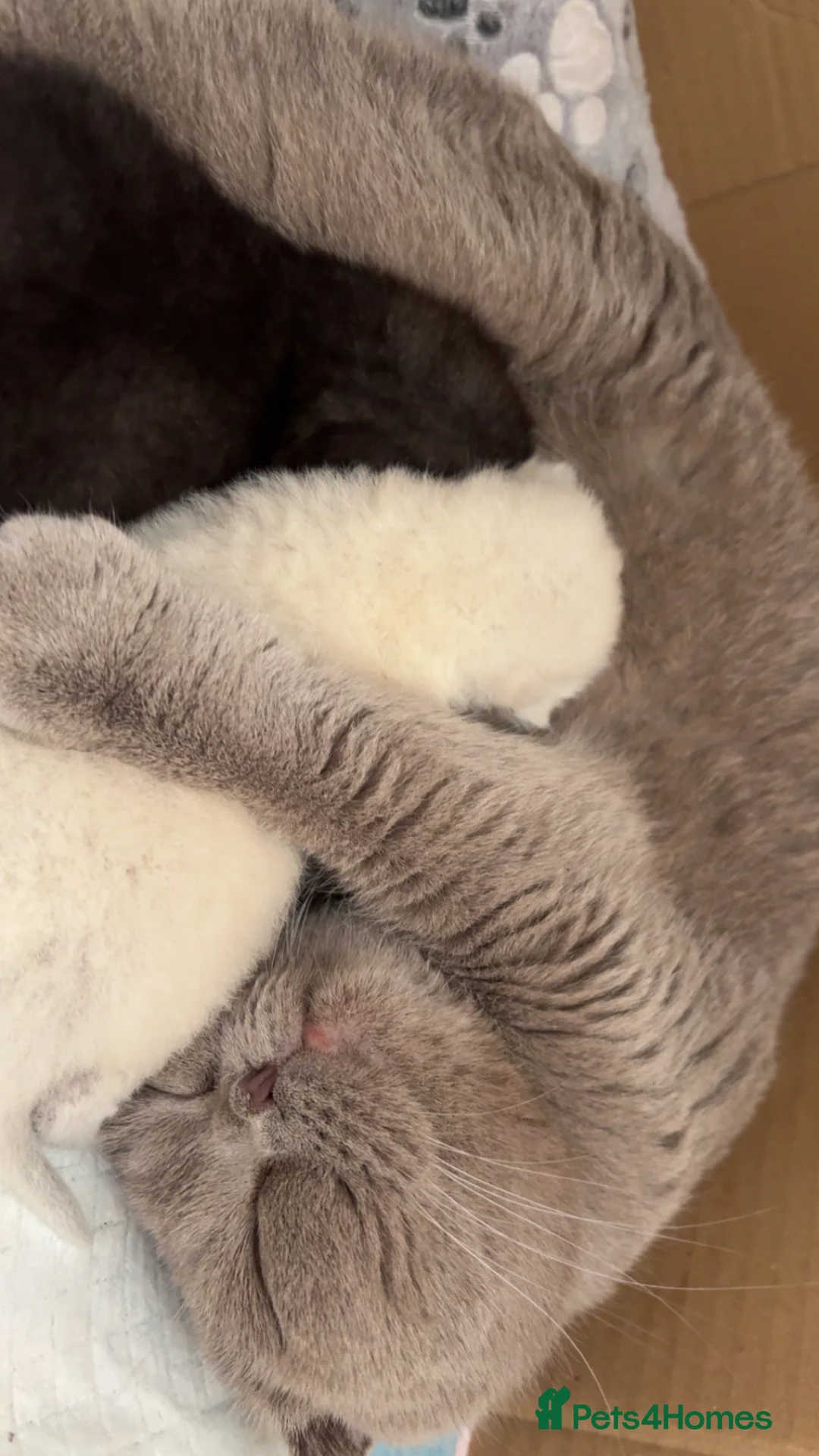 Scottish Fold cats for sale: Adorable Scottish Fold✨ in London - Advert 2