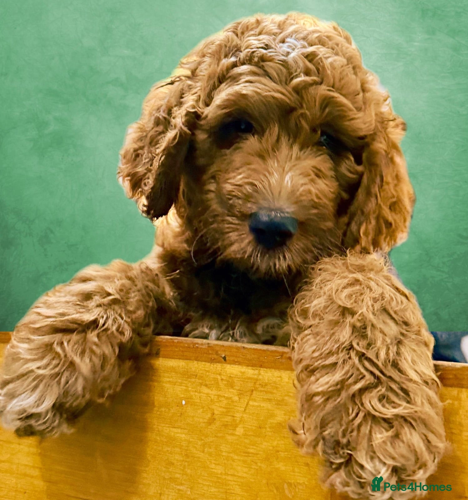 Mixed Breed dogs Irish doodle x Poodle Pointer puppies. Stunning!!! - Advert 5