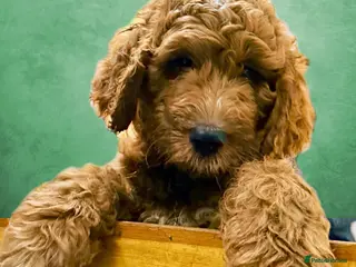 Mixed Breed dogs Irish doodle x Poodle Pointer puppies. Stunning!!! - Advert 9