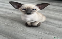 Siamese cats for sale: Gorgeous New Style Siamese Kittens - Image 4