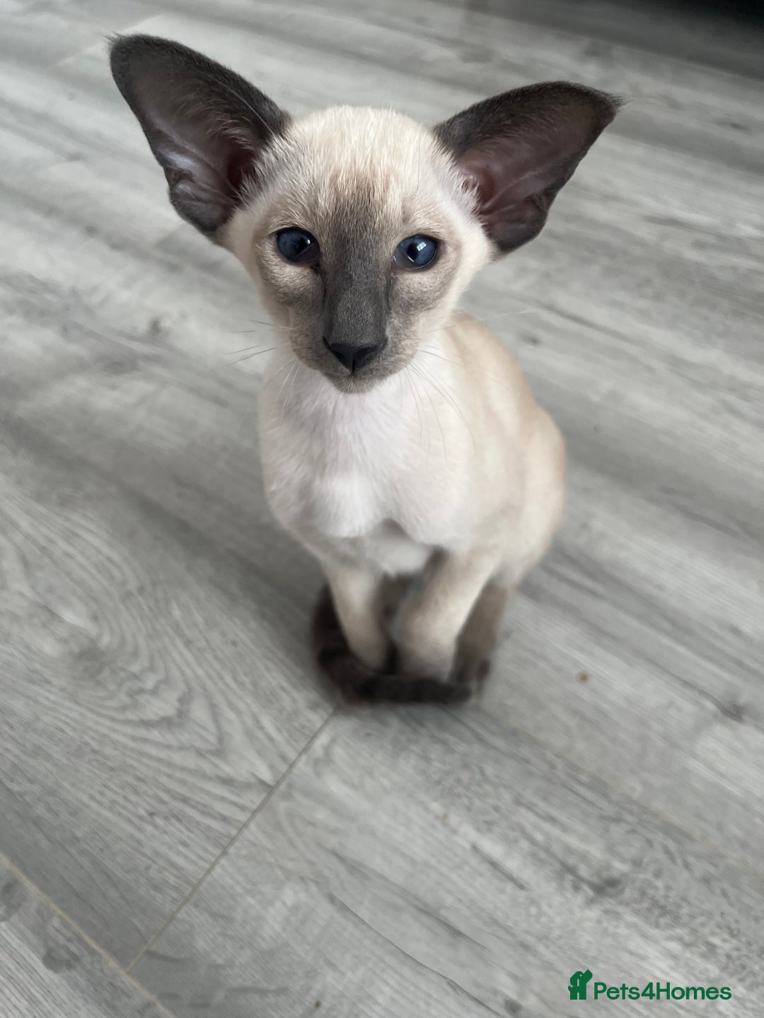 Siamese cats for sale: Gorgeous New Style Siamese Kittens - Image 4