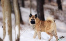 Eurasier dogs for sale: KC REG Eurasier Puppies  - Image 2