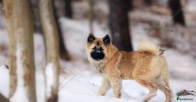 Eurasier dogs - Advert 1