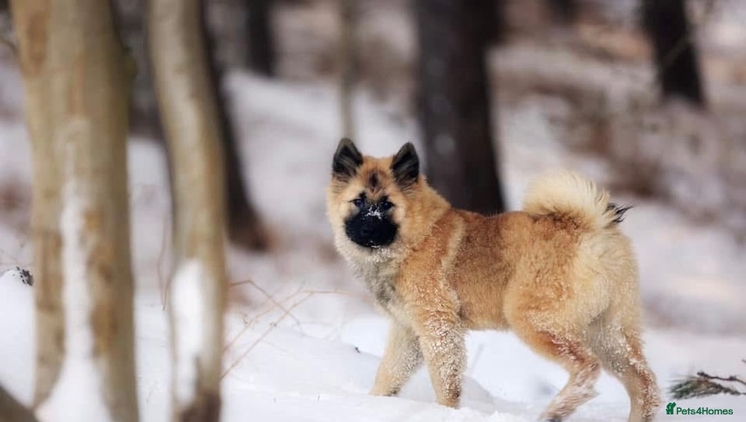 Eurasier dogs for sale: KC REG Eurasier Puppies  - Image 2