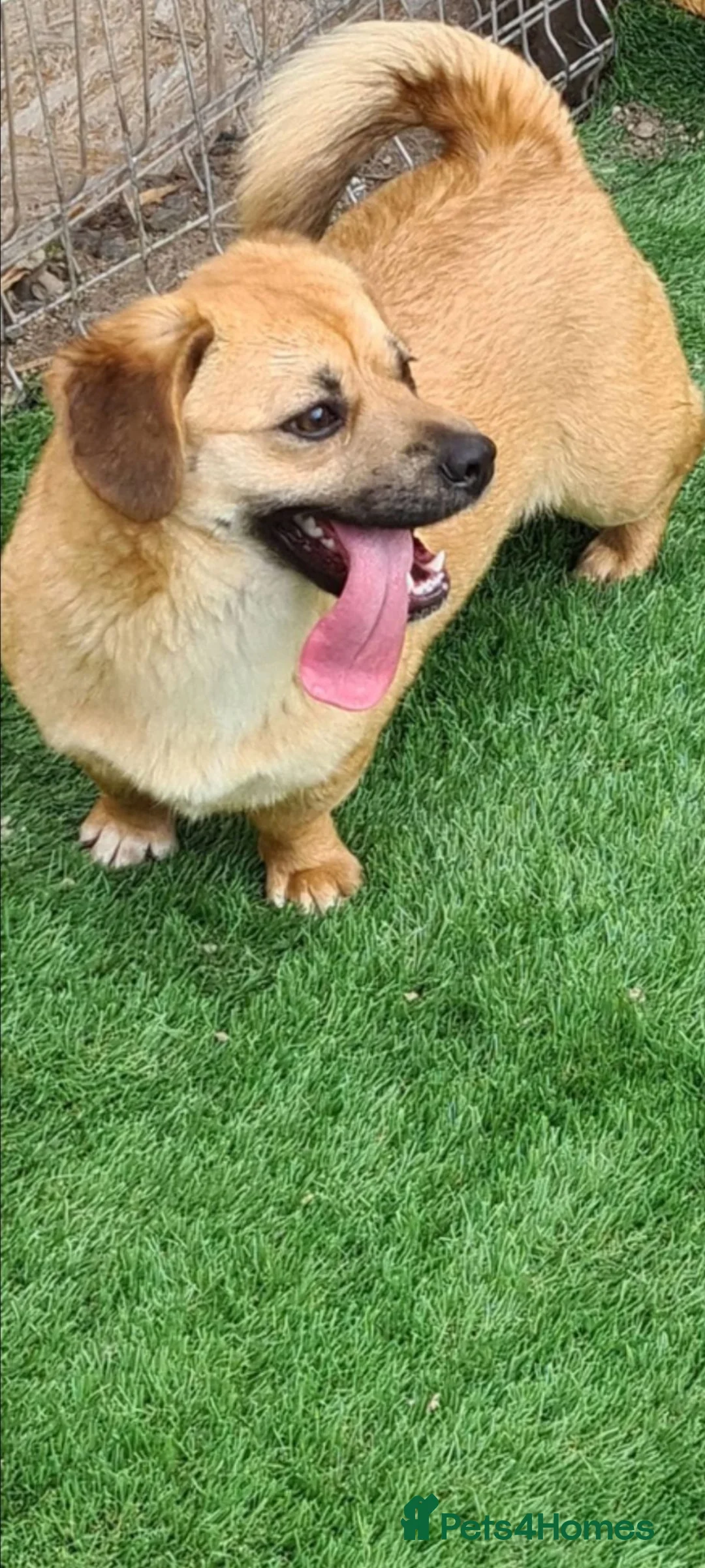 Mixed Breed dogs for adoption: Mini and minx small breed  - Advert 4
