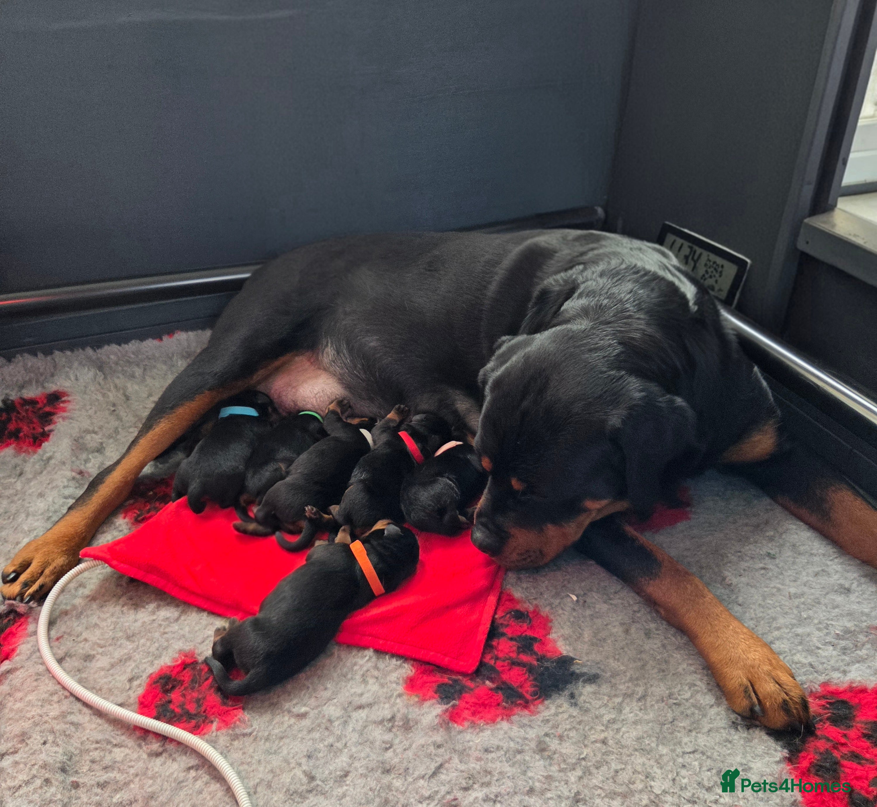 Rottweiler dogs Kc, dna, hips, elbows, eye tested parents  - Advert 1