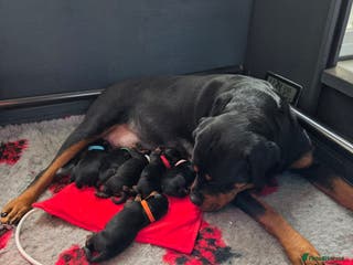 Rottweiler dogs Kc, dna, hips, elbows, eye tested parents - Advert 4