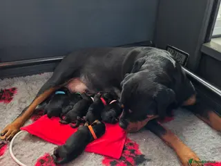 Rottweiler dogs Kc, dna, hips, elbows, eye tested parents - Advert 14