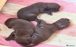 Sprocker dogs for sale: Beautiful, Loveable Spaniels For Sale - Image 14