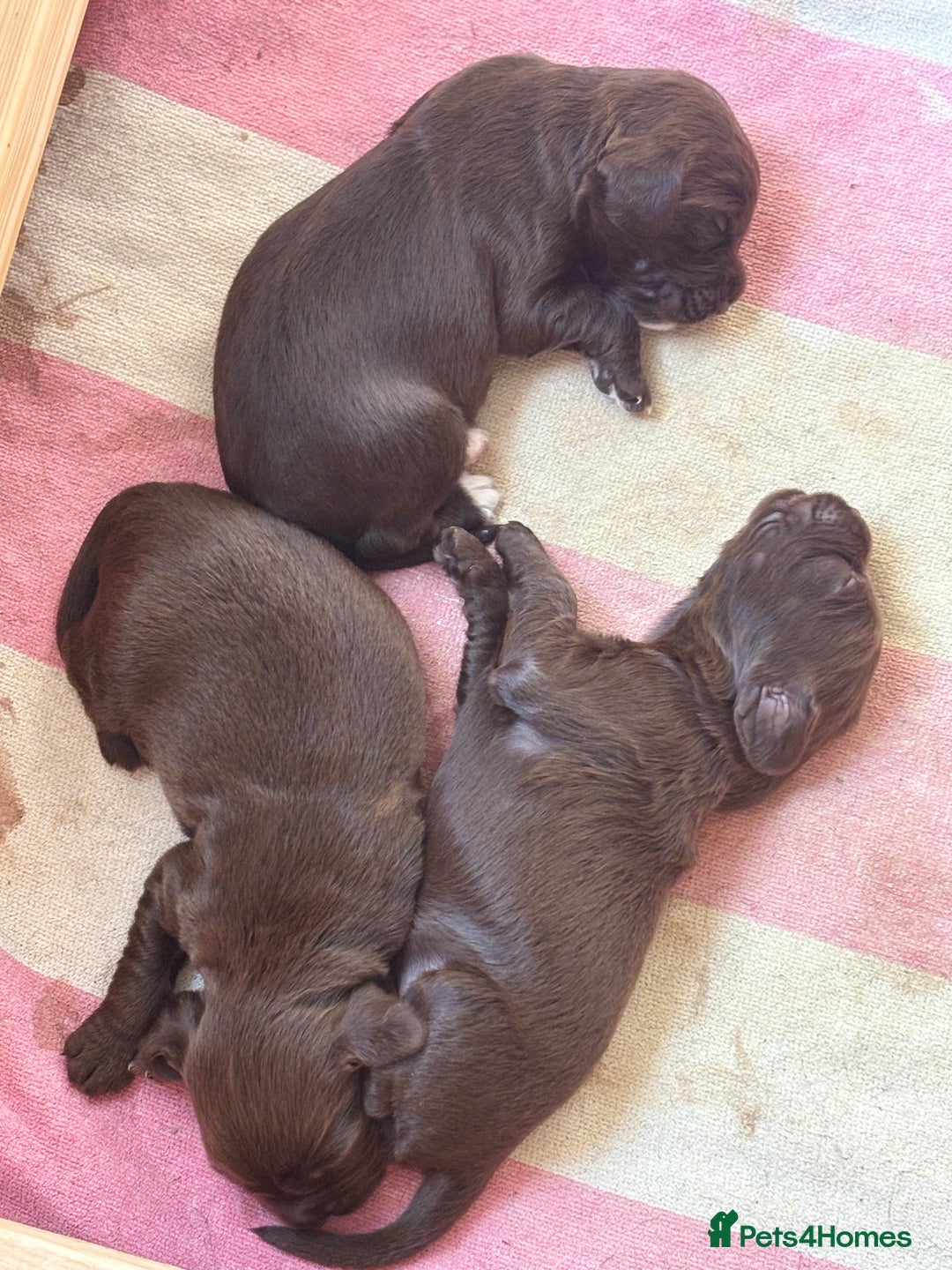 Sprocker dogs for sale: Beautiful, Loveable Spaniels For Sale - Image 14